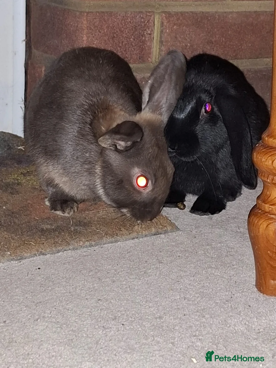 English Lop rabbits for sale: Rabbits in Southampton - Advert 4
