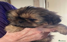 Shih Tzu dogs for sale: Shih Tzu Coloured Pups Standard x Imperial  - Image 8