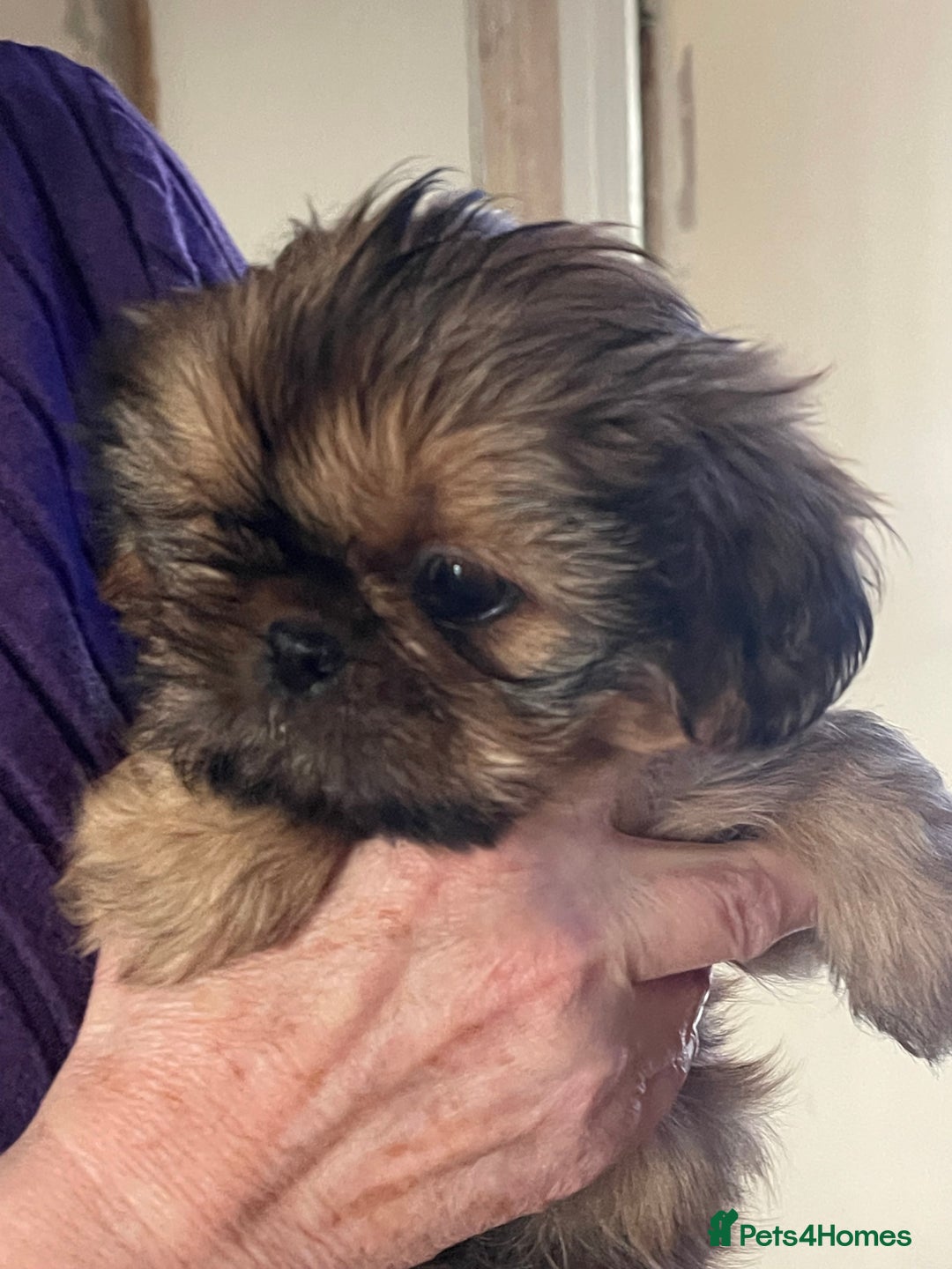 Shih Tzu dogs for sale: Shih Tzu Coloured Pups Standard x Imperial  - Image 8