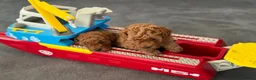 Toy Poodle dogs for sale: BEAUTIFUL RED TOY POODLES KC REGISTERED  - Advert 5