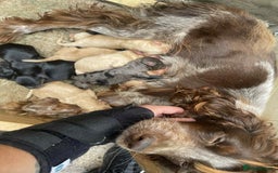 Cockapoo dogs for sale: Beautiful cockerpoo pups for sale - Image 19