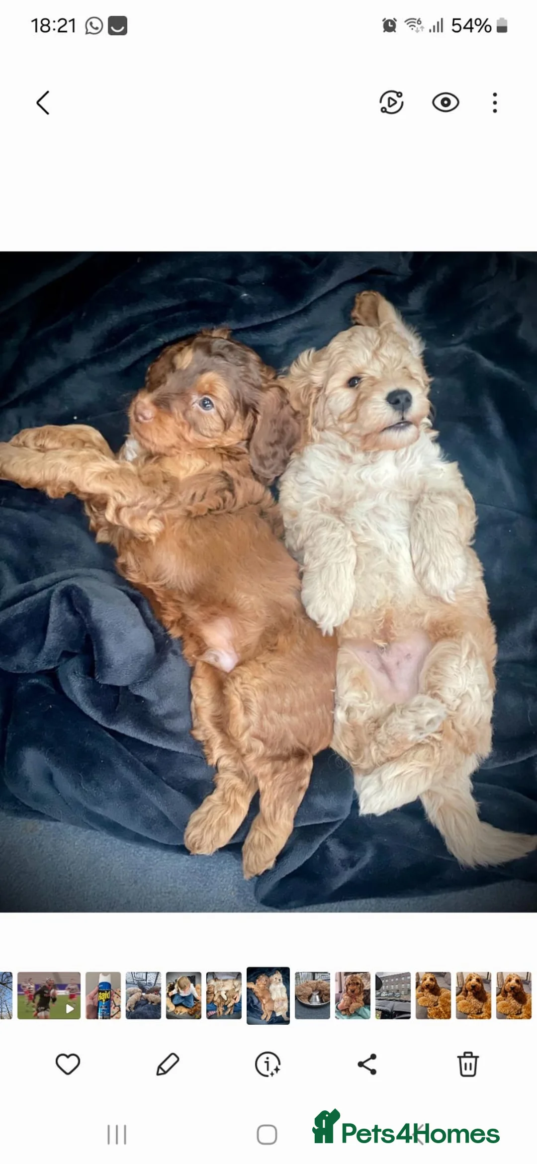 Cockapoo dogs for stud: F1 cocapoo well Proven extensively health tested in Bromley - Advert 16