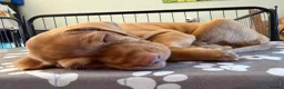 Hungarian Vizsla dogs for sale: Dual purpose Hungarian wirehaired Vizsla puppies - Advert 7