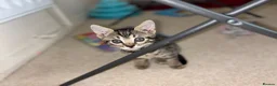 Bengal cats for sale: Half Bengal / Half Tabby Kittens - Advert 23