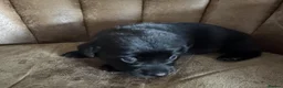 Mixed Breed dogs for sale: Breaking News: The impossible has happened. - Advert 13