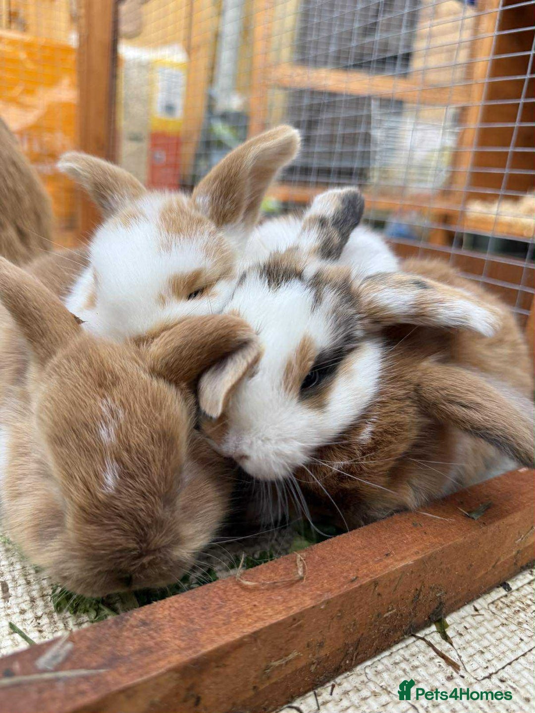 Mixed Breed rabbits for sale: *All Rabbits Pending Sale* - Advert 12