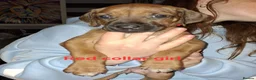 Rhodesian Ridgeback dogs for sale: Champion Bloodline Pups Available  - Advert 14