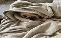 French Bulldog dogs for sale: Stunning male Frenchie  - Image 7