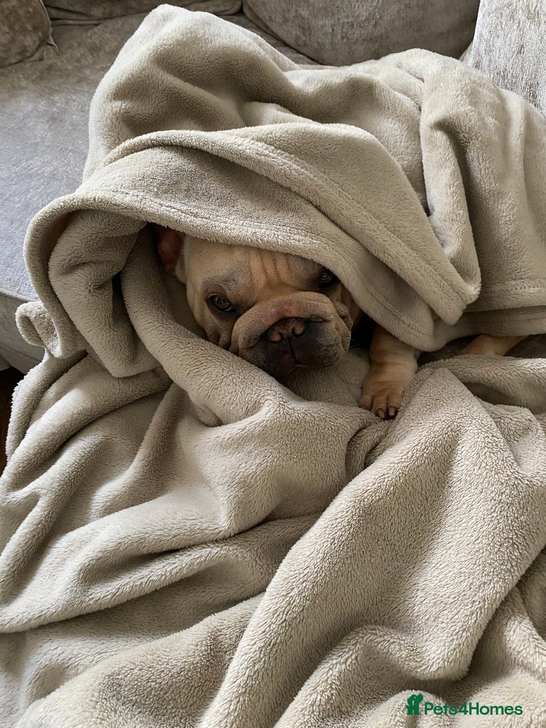 French Bulldog dogs for sale: Stunning male Frenchie  - Image 7
