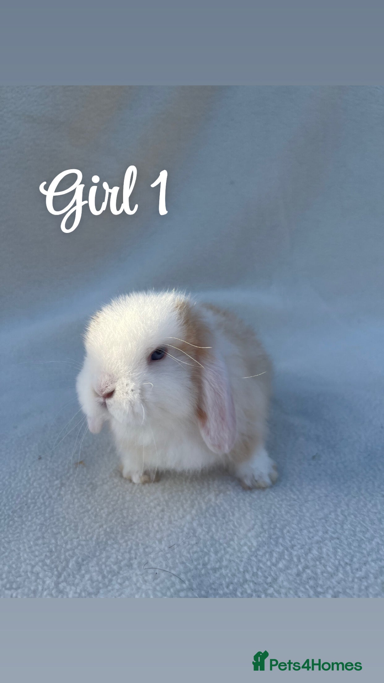 Mini Lop rabbits Gorgeous mini lop pure bred  - Advert 2