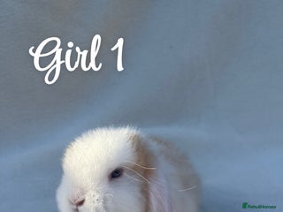 Mini Lop rabbits Gorgeous mini lop pure bred - Advert 1