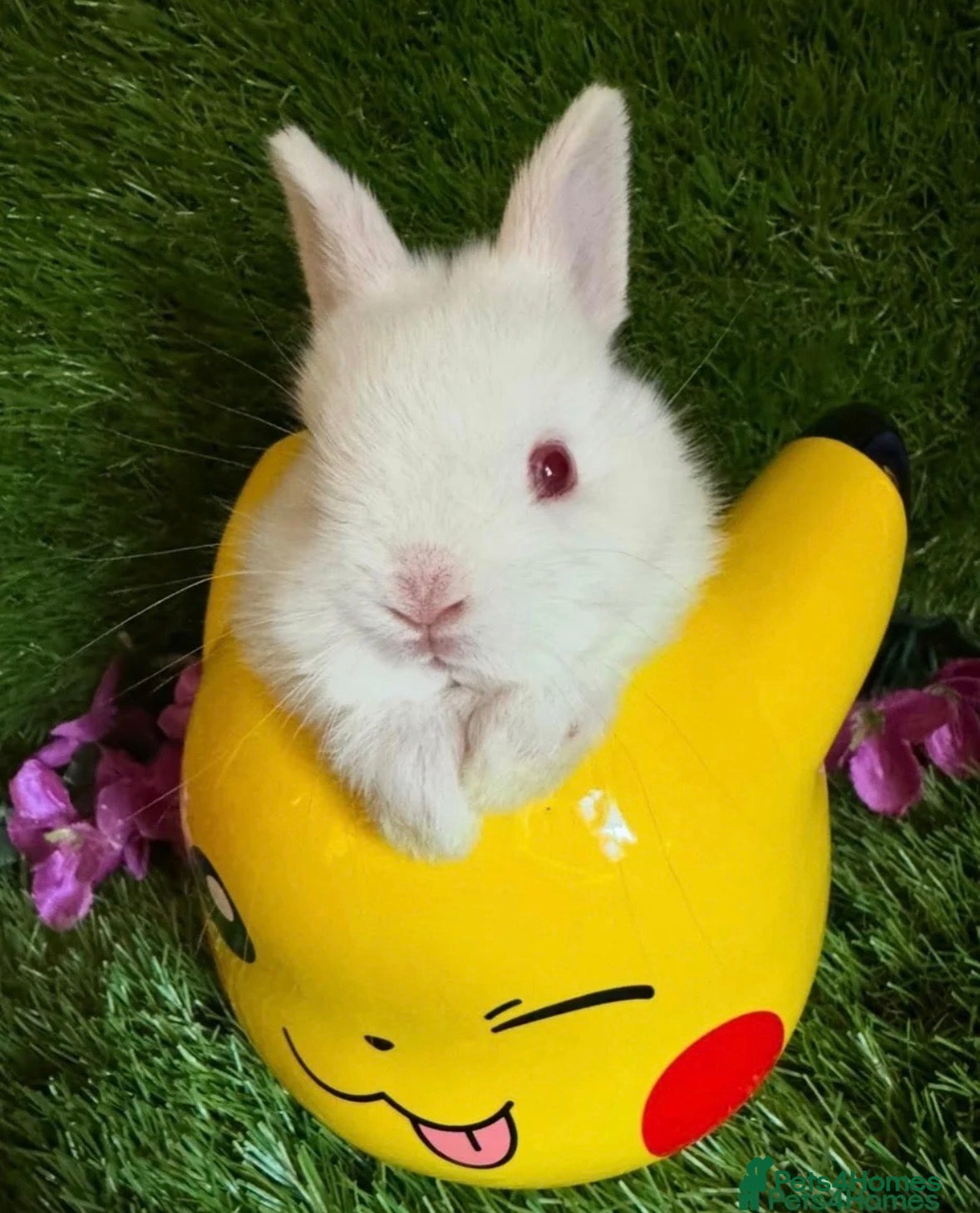 Netherland Dwarf rabbits Pedigree Neverland girls and boys available  - Advert 5