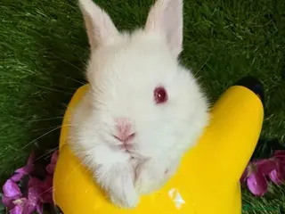 Netherland Dwarf rabbits Pedigree Neverland girls and boys available - Advert 5