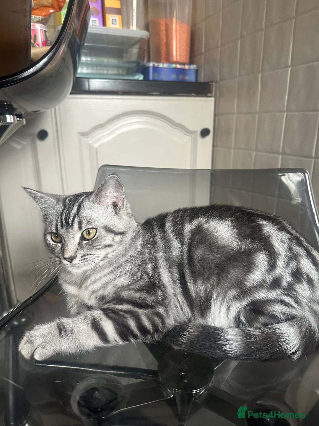 British Shorthair cats for sale: Gorgeous friendly british short hair girl - Image 4