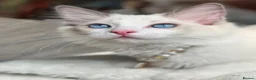 Ragdoll cats for sale: Fluffy, Cute Ragdolls for sale. Indoor Only 🧸 - Advert 7