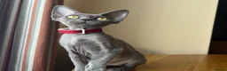 Devon Rex cats for sale: Solid blue pedigree kittens available  - Advert 8