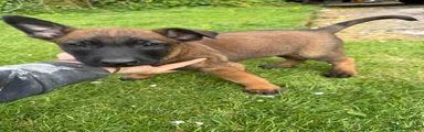 Belgian Shepherd Dog Puppy purple