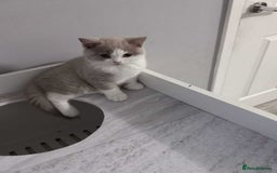 British Shorthair cats for sale: quality kittens gccf registered - Image 12