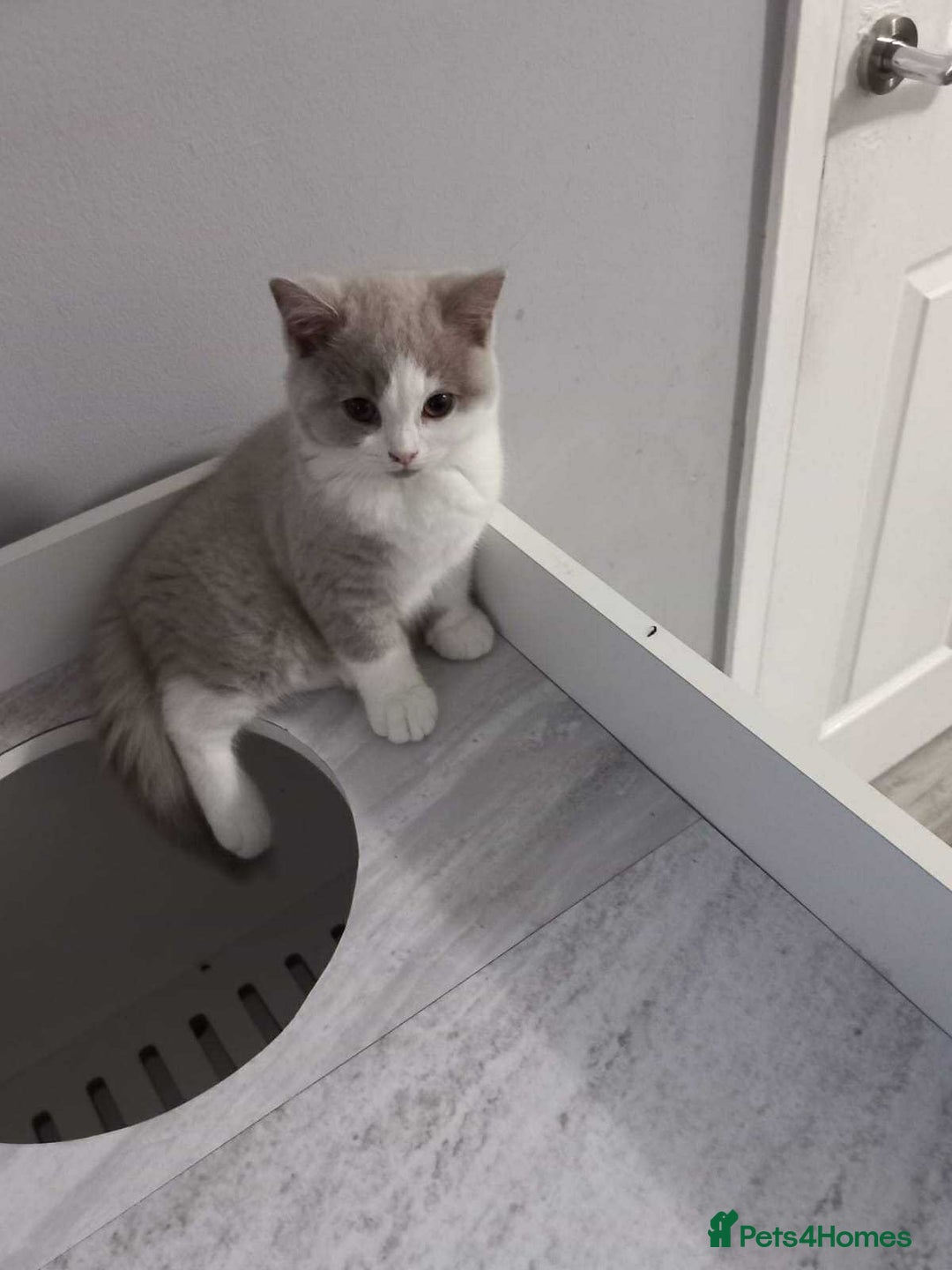 British Shorthair cats for sale: quality kittens gccf registered - Image 12
