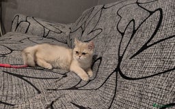 British Shorthair cats for sale: Little funny adorable girl  - Image 10