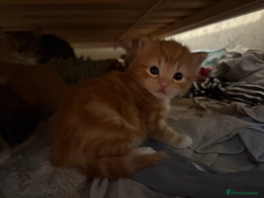 Mixed Breed cats for sale: Mixed Breed Kittens  - Advert 5