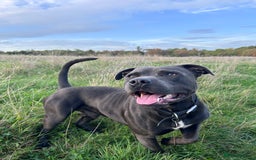 Staffordshire Bull Terrier dogs for stud: Gorgeous Blue Staffordshire Bull Terrier for Stud - Image 7