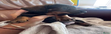 Miniature Dachshund 1
