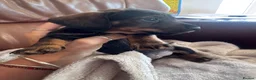Miniature Dachshund dogs for sale: Gorgeous puppies available  - Advert 15