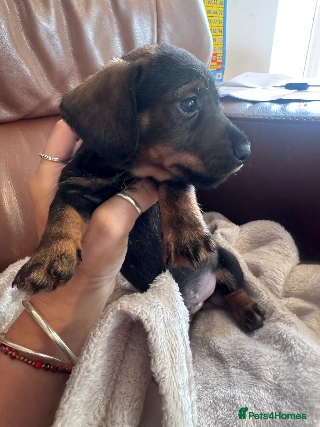 Miniature Dachshund dogs for sale: Gorgeous puppies available  - Advert 15