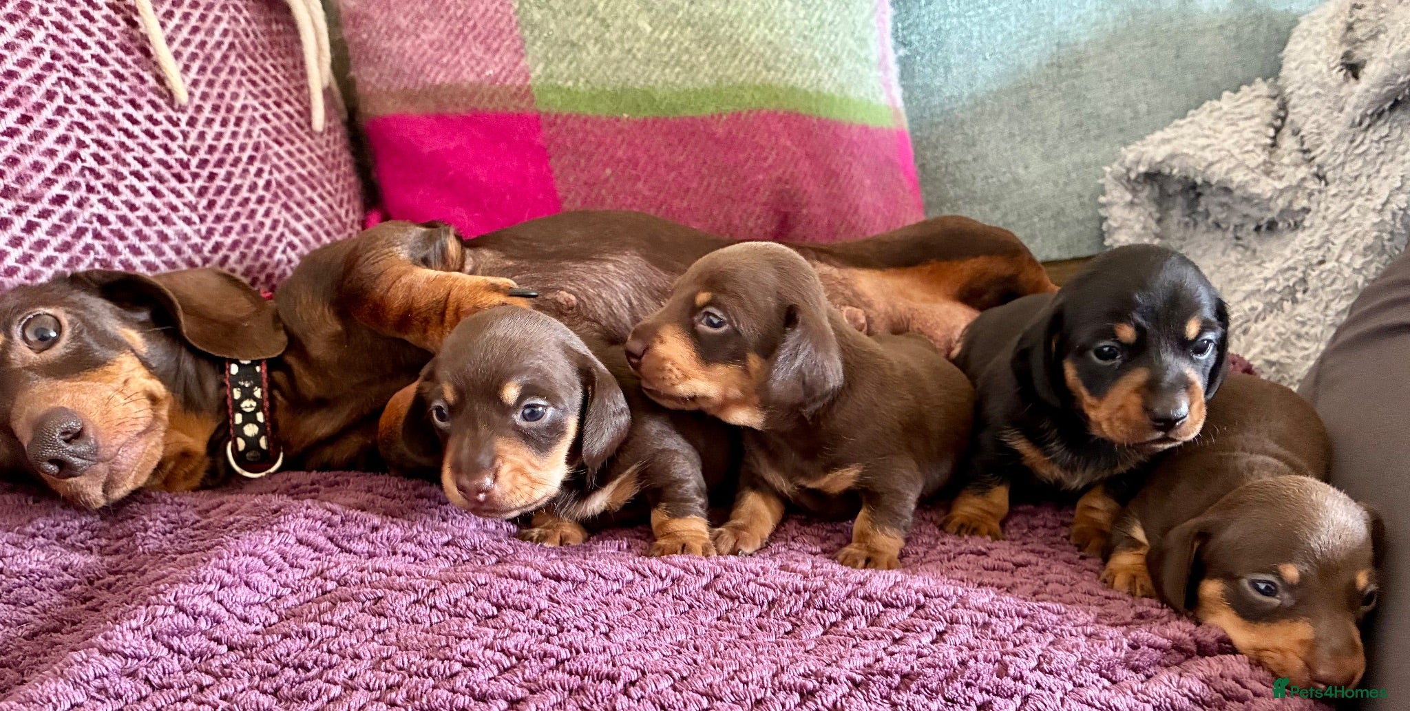 Dachshund dogs Beautiful Dachshund Puppies - Advert 1