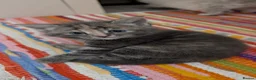 European cats for sale: 5 Beautiful  Kittens Looking for Forever Homes! - Advert 8