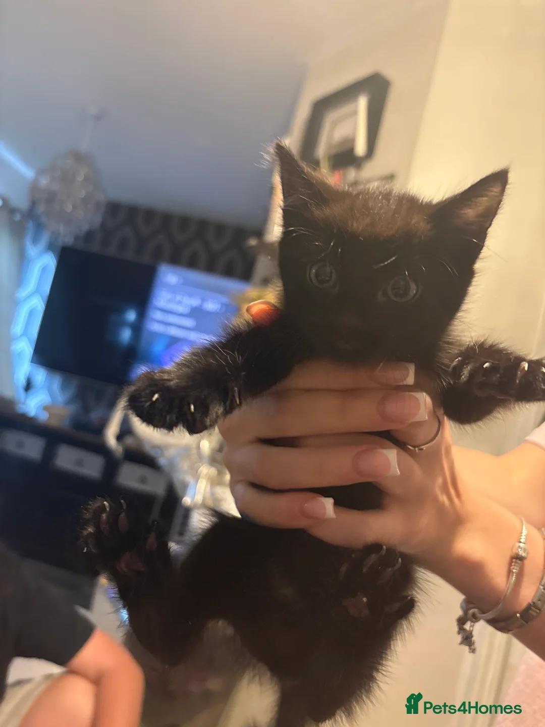Maine Coon cats for sale: Mainecoone baby’s  - Advert 2