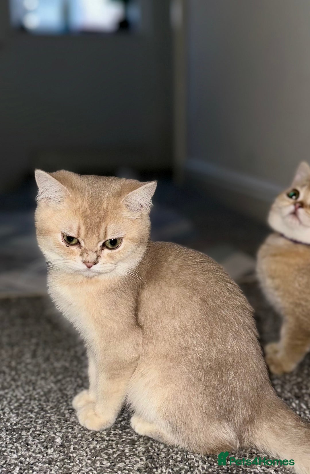 British Shorthair cats for sale: *READY NOW* TICA registered BSH kittens - Image 17