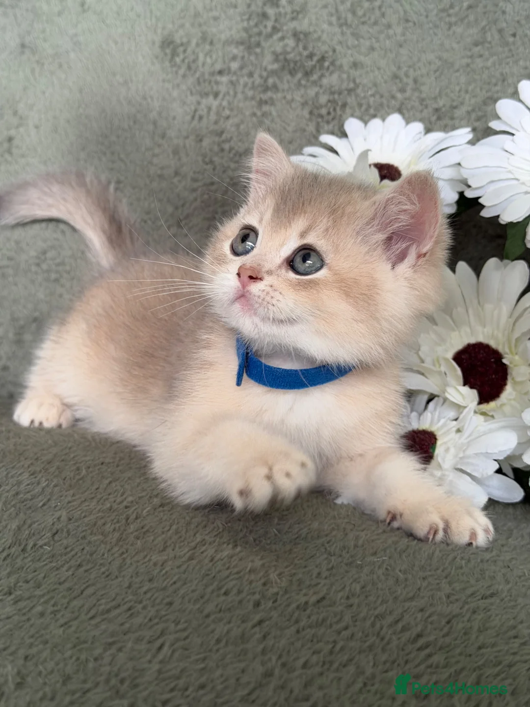 British Shorthair cats for sale: British Sh golden adorable kittens GCCF  - Advert 2