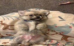 Chiweenie dogs for sale: 6 Beautiful Chiweenie Puppies *Reduced* - Advert 4