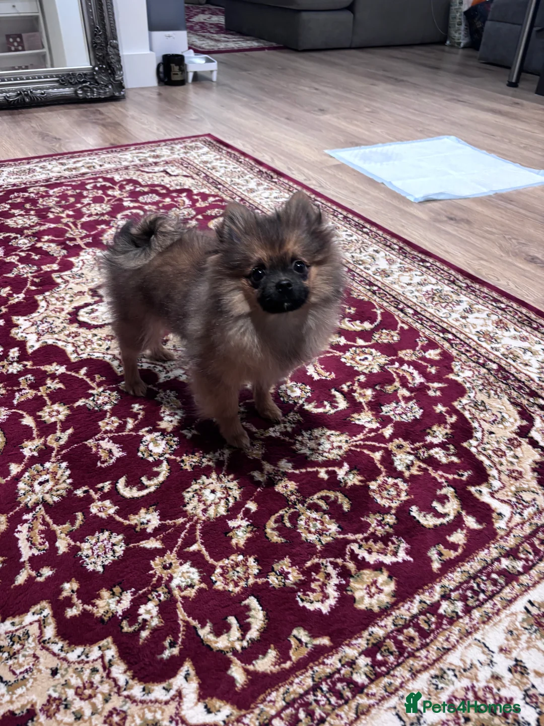 Pomeranian dogs for sale: 🐾 Stunning Male Pomeranian Puppy – £1,750 🐾 - Advert 25