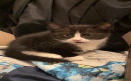 Mixed Breed cats for sale: 3 gorgeous little girls  - Image 4