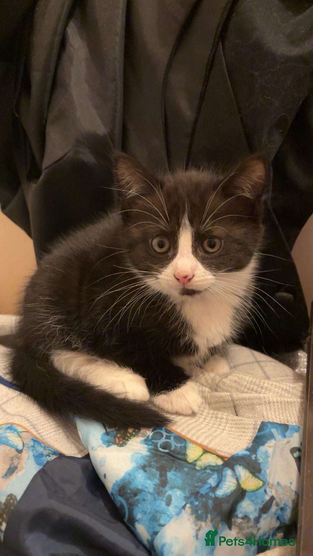 Mixed Breed cats for sale: 3 gorgeous little girls  - Image 4