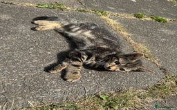 Domestic Shorthair cats for sale: 4 kittens, short haired - Image 3