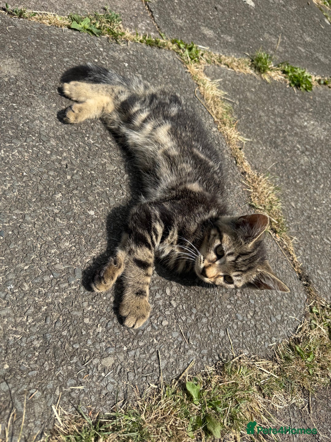 Domestic Shorthair cats for sale: 4 kittens, short haired - Image 3
