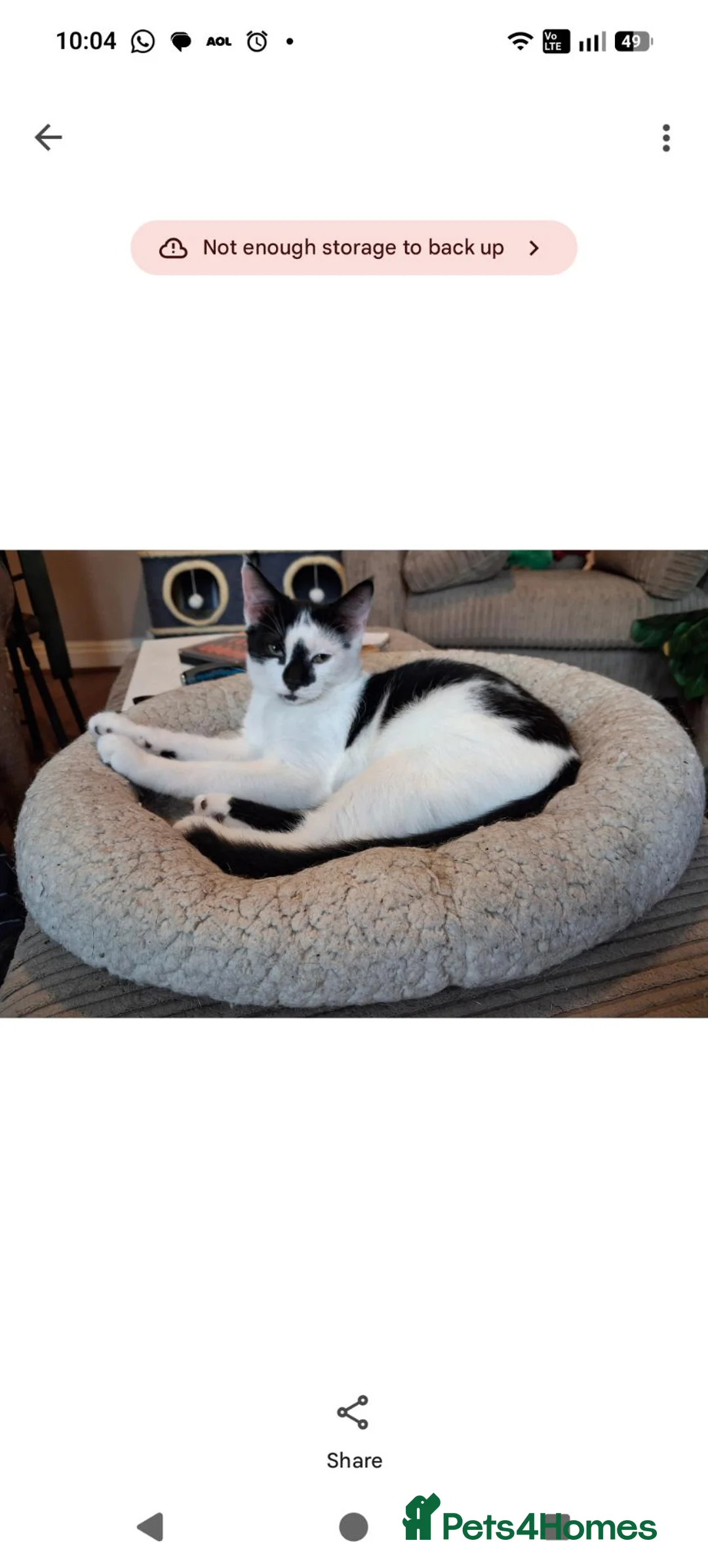 Mixed Breed cats for adoption: Spanner and Springs  - Advert 2