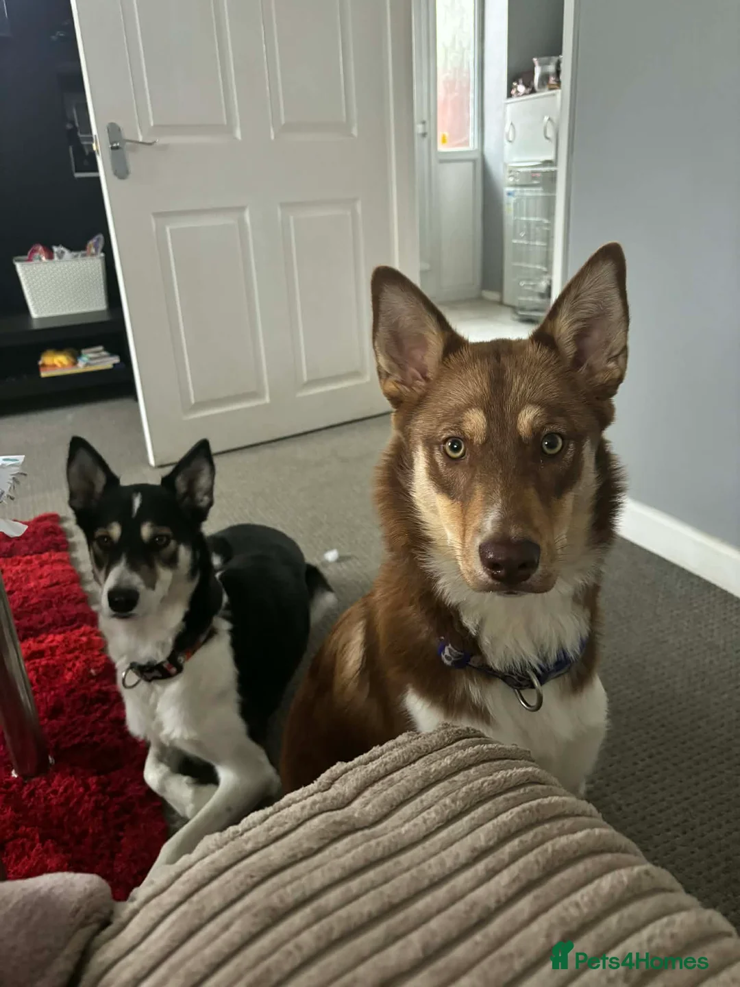 Mixed Breed dogs for sale: Devastating sale of Luna - Advert 4