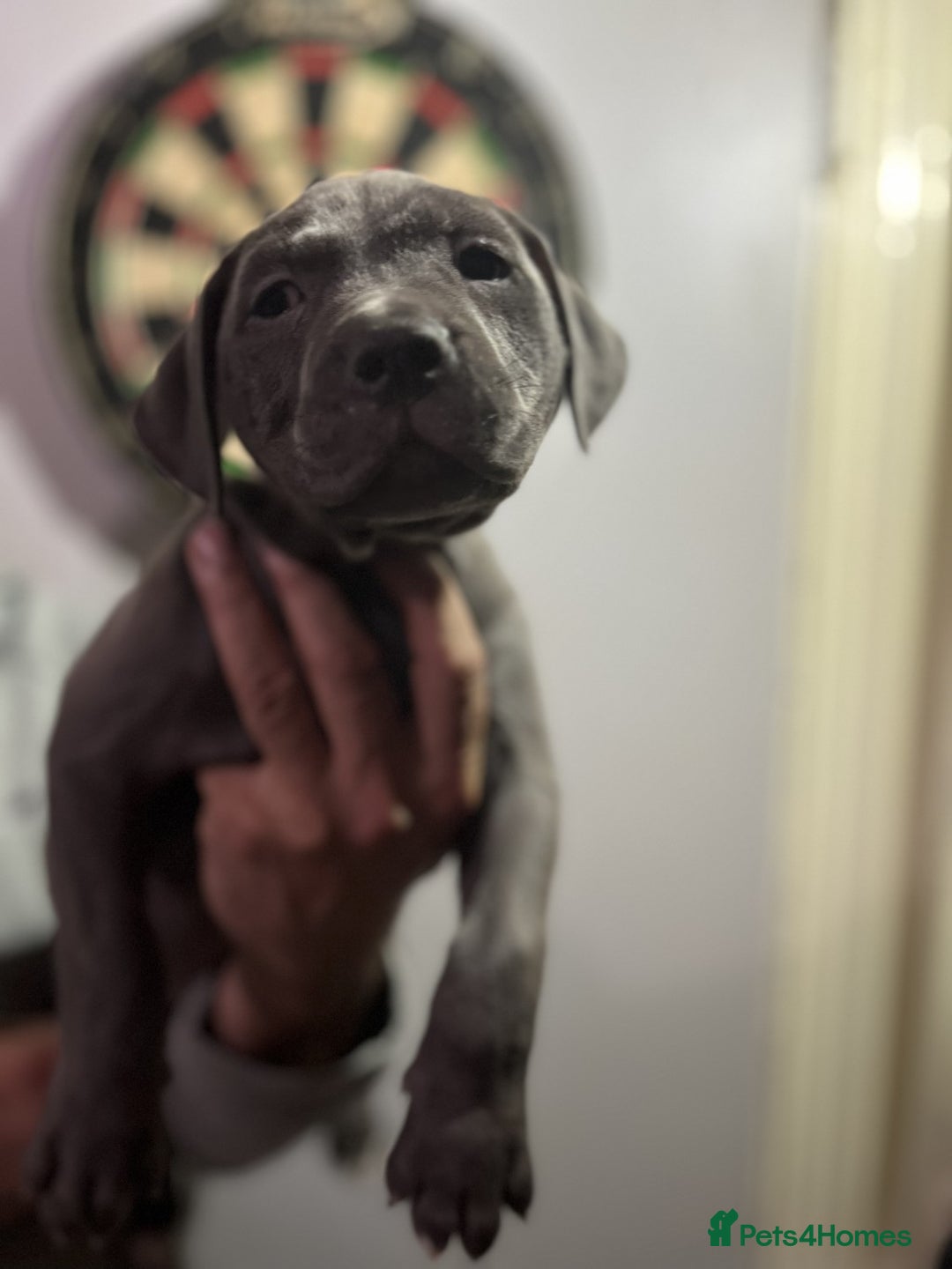 Staffordshire Bull Terrier dogs for sale: Clever Blue Staffordshire Bull Terriers For Sale - Image 2