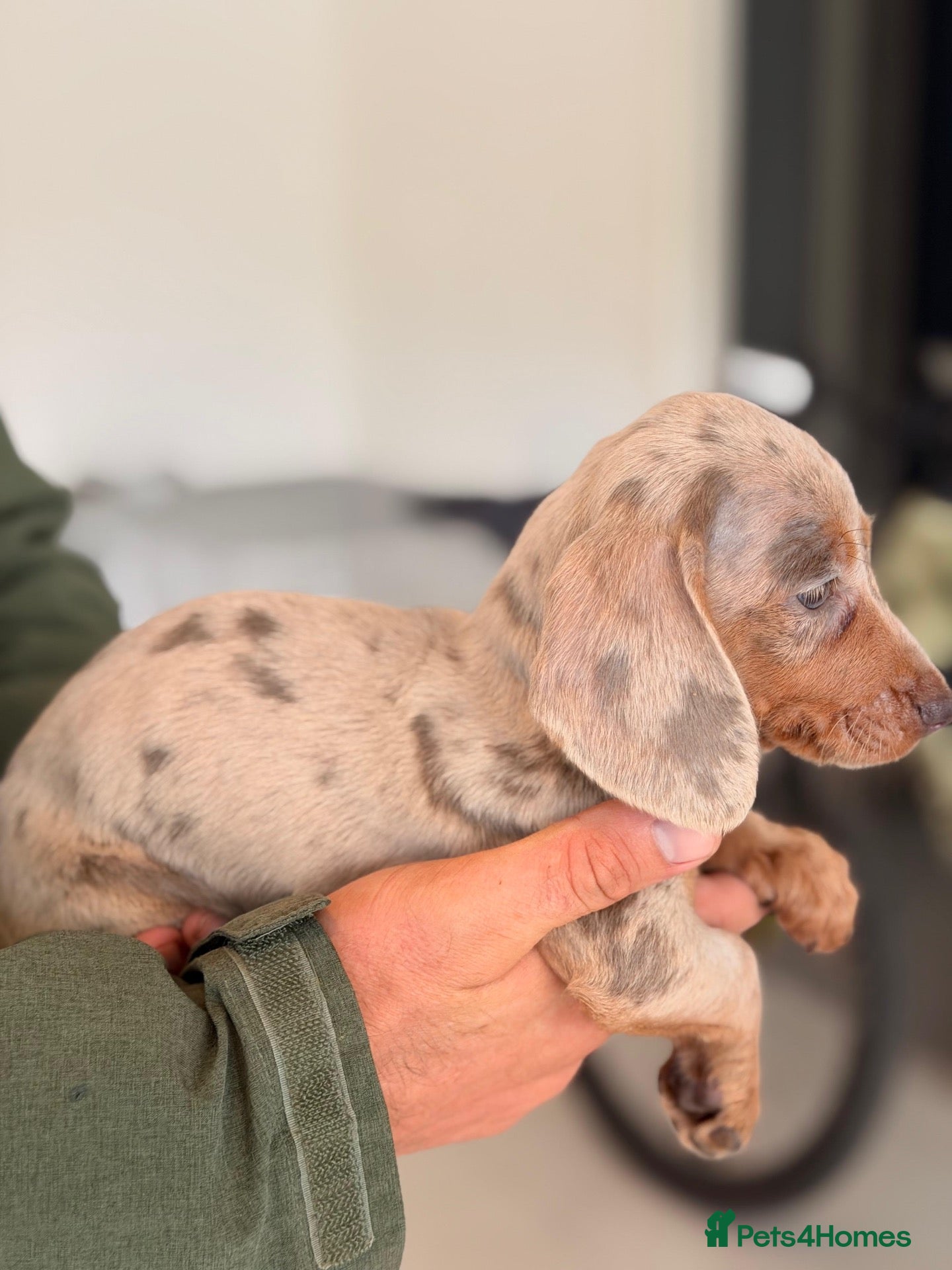 Miniature Dachshund dogs for sale: Miniature dachshund puppies  - Advert 5