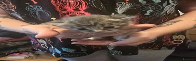 Grey tabby male
