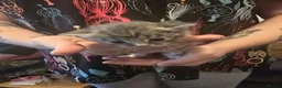 Maine Coon cats for sale: Maine coon Cross kitten - Advert 7