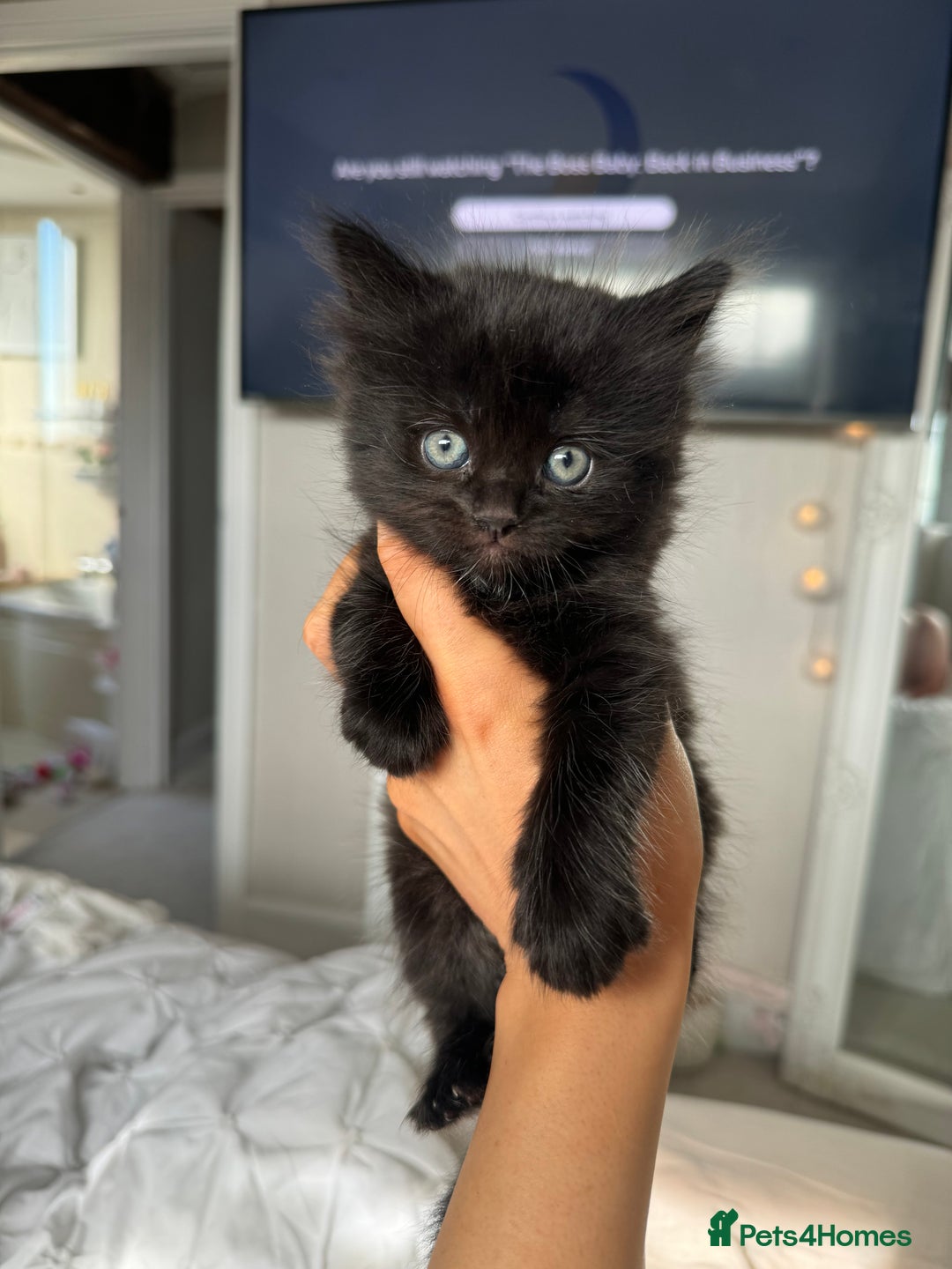 Mixed Breed cats for sale: 4 Long haired kittens - Image 2