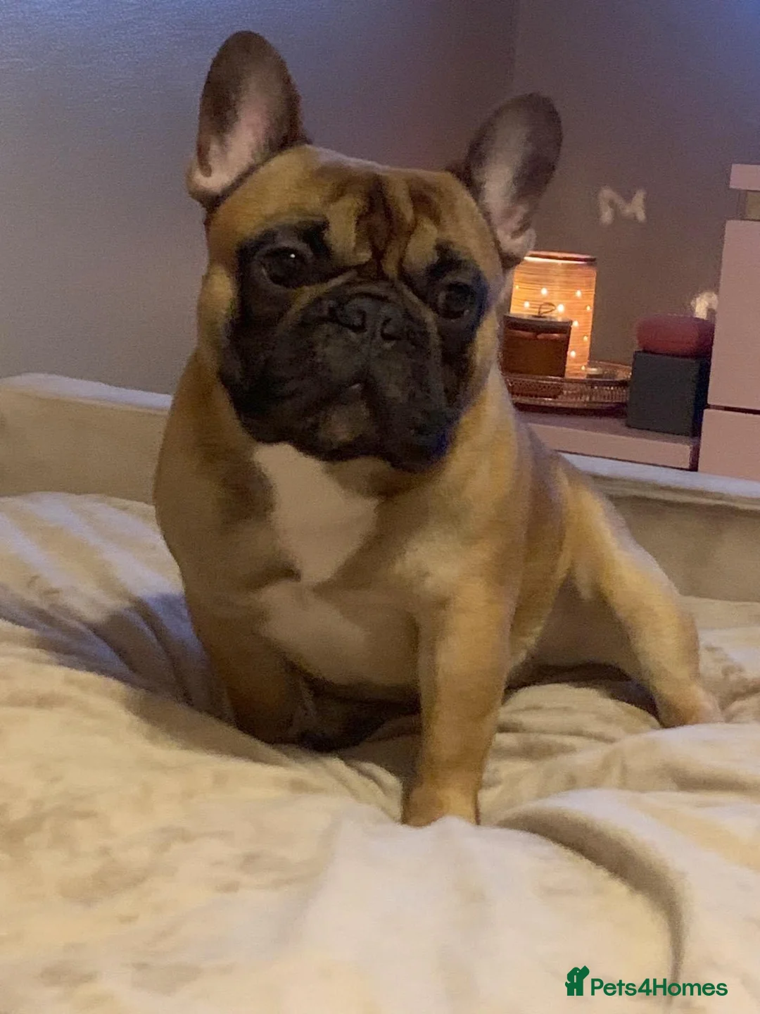 French Bulldog dogs for stud: Mani standard red silver fbce RFG 1  in Edinburgh - Advert 14