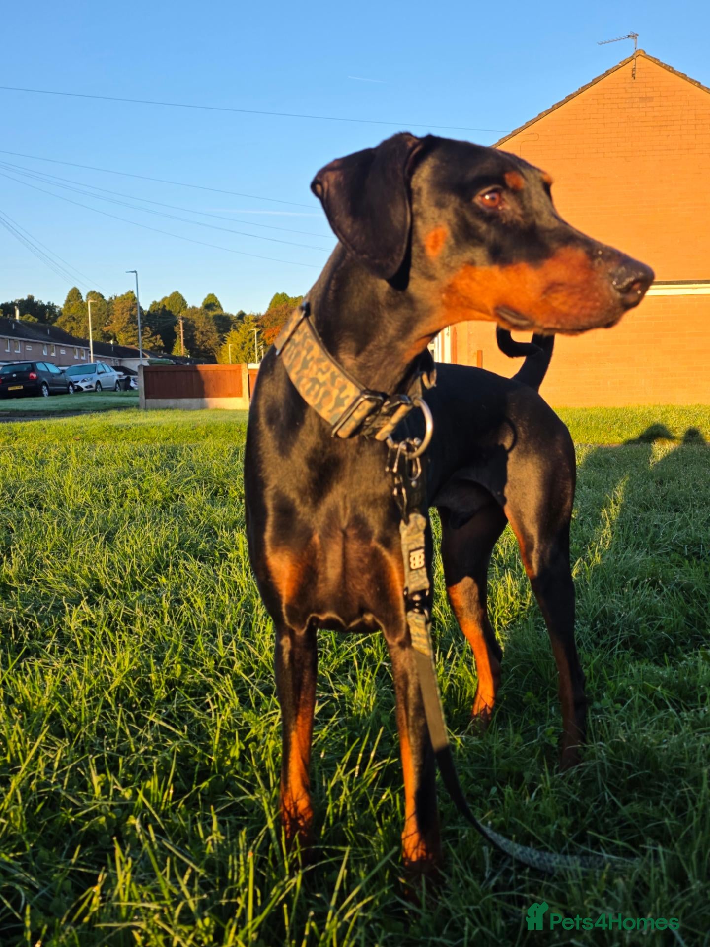 Dobermann dogs Bear  - Advert 1