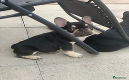 French Bulldog dogs for sale: 2 beautiful french bulldog puppies available  in Oldbury - Image 2